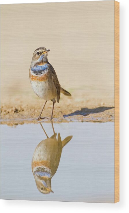 Bird Wood Print featuring the photograph Bluethroat (luscinia Svecica) by Photostock-israel