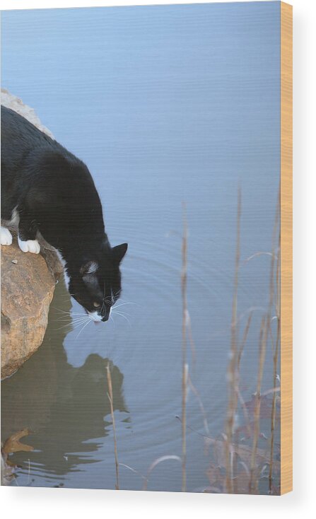 Cat Wood Print featuring the photograph Boat Drinking from Pond by Michael Dougherty