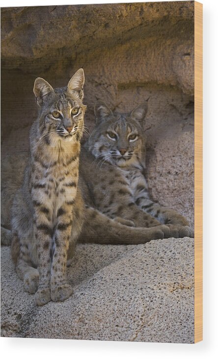 Two Wood Print featuring the photograph Bobcat Pair by Arterra Picture Library
