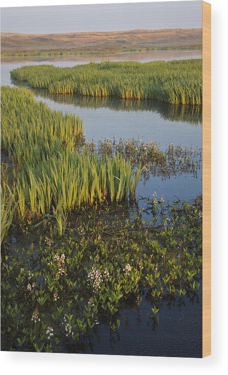 Heike Odermatt Wood Print featuring the photograph Bogbean And Yellow Iris Flowering by Heike Odermatt