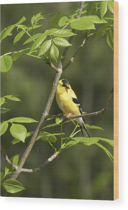 Goldfinch Wood Print featuring the photograph Bold and Beautiful by Robert Camp