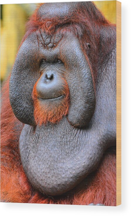 Orangutan Wood Print featuring the photograph Bornean Orangutan IV by Lourry Legarde