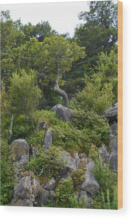 Landscape Wood Print featuring the photograph Boulder Green by Cathy Shiflett