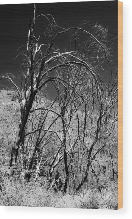 Cleveland National Forest Wood Print featuring the photograph Branching Out by Philip Chiu