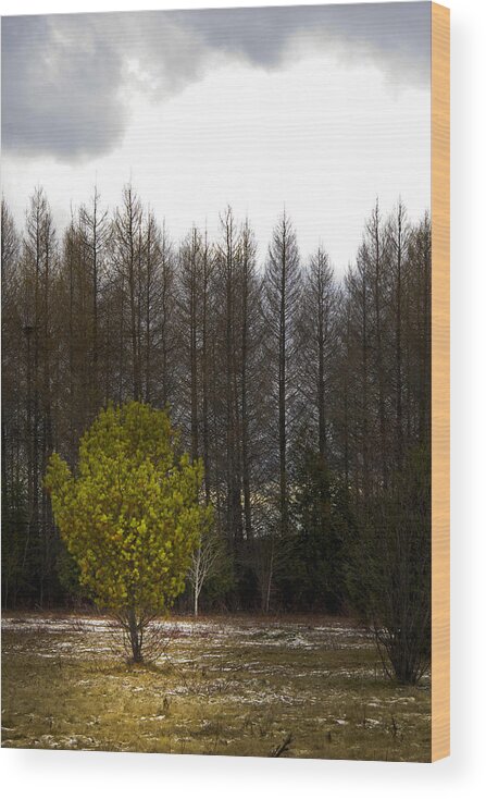Trees Wood Print featuring the photograph Bright Tree by Daniel Martin