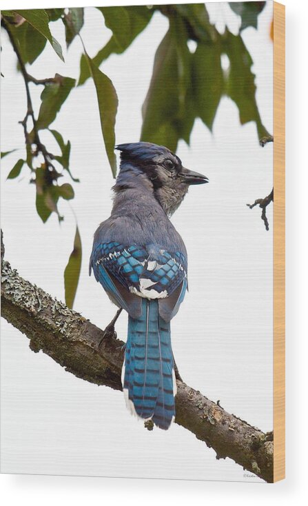Blue Jay Cyanocitta Crostata Wood Print featuring the photograph Bringing Food Back to the Nest by Kristin Hatt