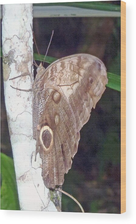 Brown Butterfly Wood Print featuring the photograph Brown butterfly by Susan Jensen