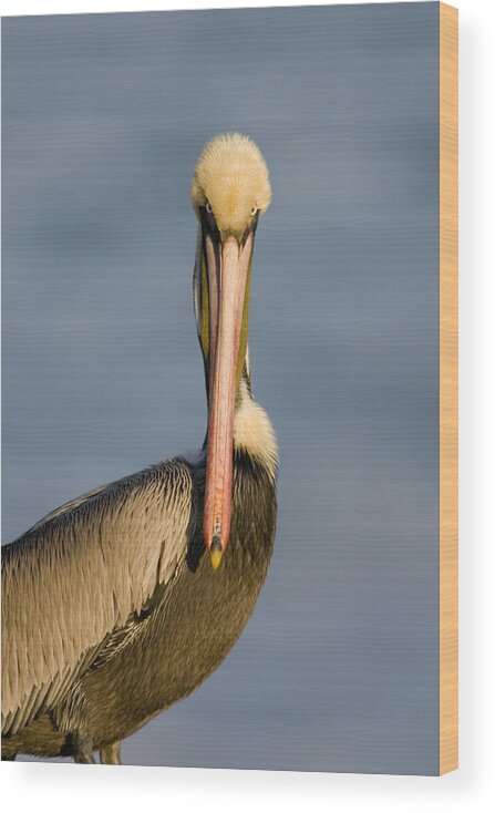 Feb0514 Wood Print featuring the photograph Brown Pelican Portrait California by Tom Vezo