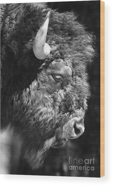 Nature Wood Print featuring the photograph Buffalo Portrait by Robert Frederick