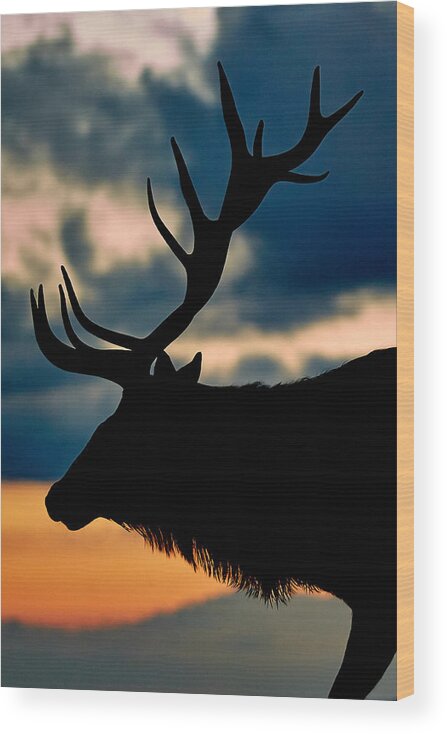 Elk Wood Print featuring the photograph Bull Elk Dusk Silhouette by Brian Simpson