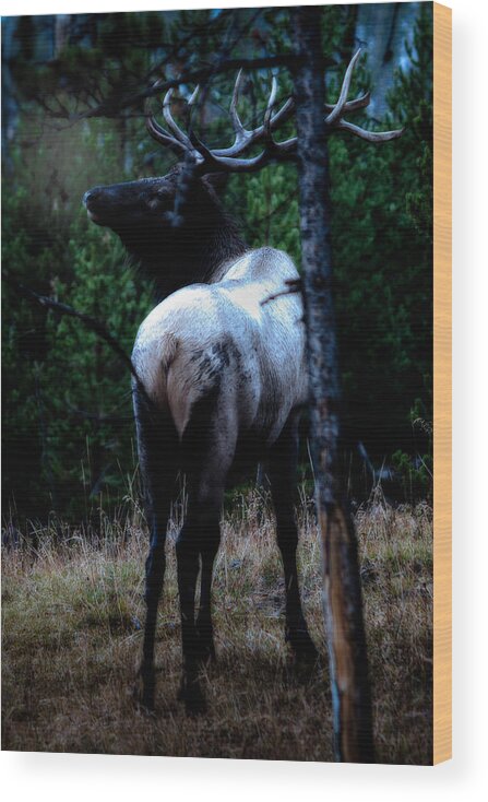 Wyoming Wood Print featuring the photograph Bull Elk in Moonlight by Lars Lentz