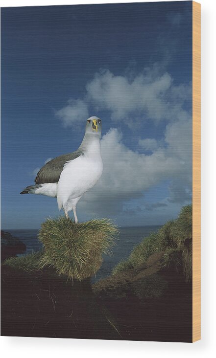 Feb0514 Wood Print featuring the photograph Bullers Albatross With Colorful Bill by Tui De Roy