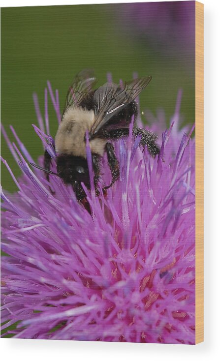 Flower Wood Print featuring the photograph Bumble Bee by Susan Moody