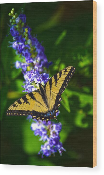 Swallowtail Wood Print featuring the photograph Butterflly Bush And The Swallowtail by Sandi OReilly