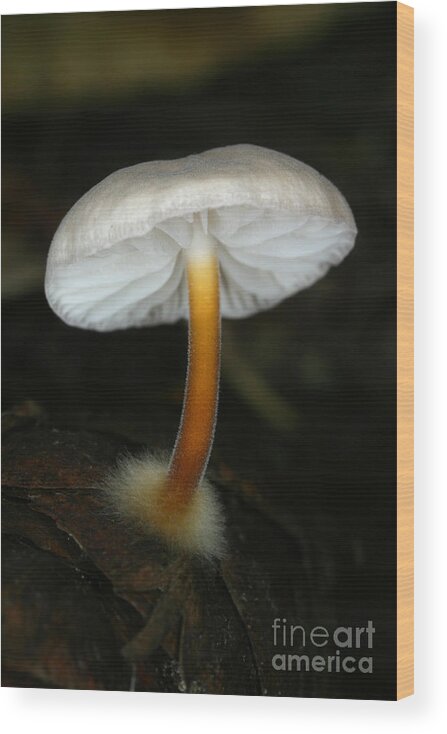 Mushroom Wood Print featuring the photograph C Ribet Mushroom and Fungi Art Chastity by C Ribet