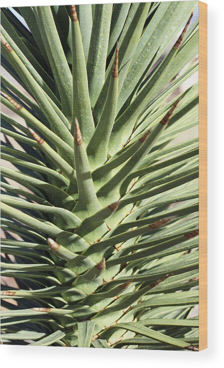  Wood Print featuring the photograph Cactus 2 by Cheryl Boyer