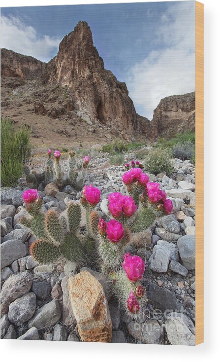 Flowers Wood Print featuring the photograph Cactus Blooms by Bill Singleton