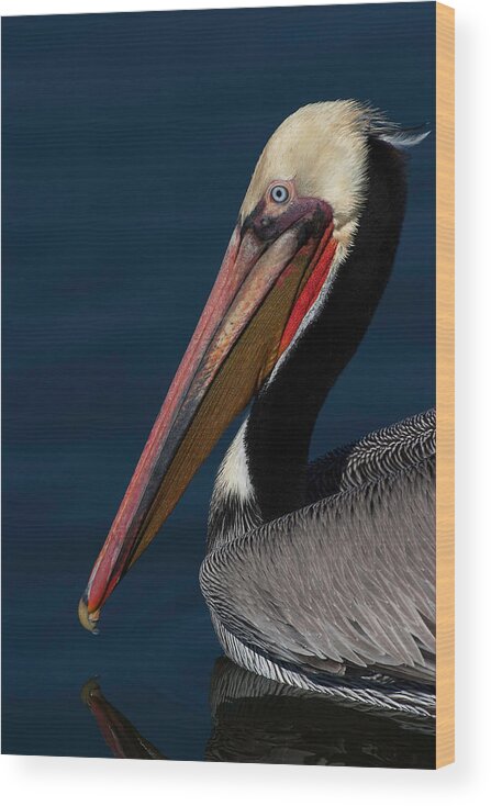 California Brown Pelican Wood Print featuring the photograph California Brown Pelican Portrait by Ram Vasudev