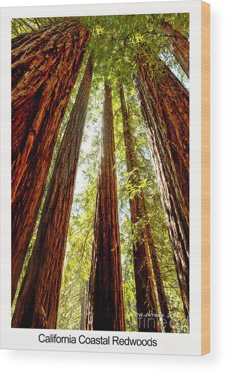 Redwoods Wood Print featuring the photograph California Coastal Redwoods by Artist and Photographer Laura Wrede