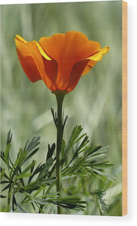 Flower Wood Print featuring the photograph California Poppy by Ann Ranlett