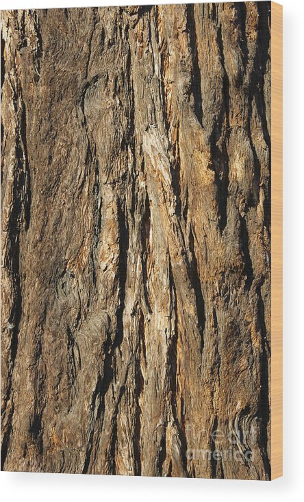 California Redwood Tree Wood Print featuring the photograph California Redwood Bark by John Mitchell
