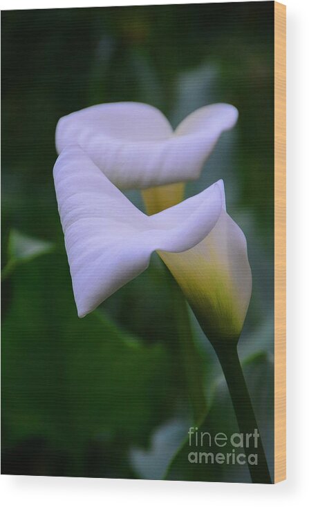 Calla Lily Wood Print featuring the photograph Calla Lily 2 by Cindy Manero