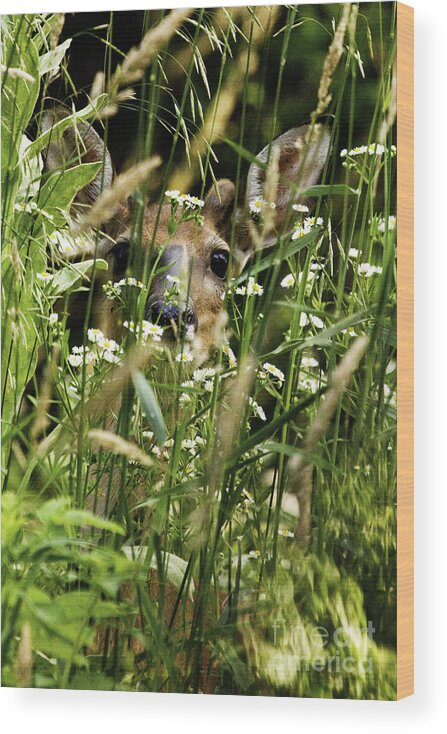 White Tail Deer Wood Print featuring the photograph Can you see Me by Jan Killian