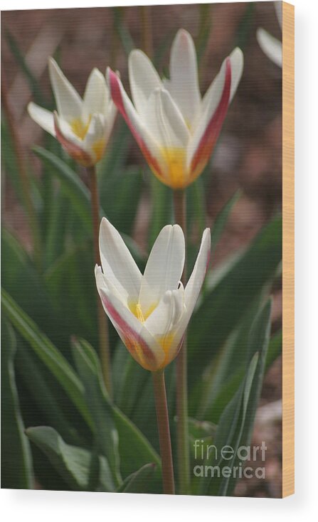 Tulips Wood Print featuring the photograph Candlestick Tulips by Living Color Photography Lorraine Lynch