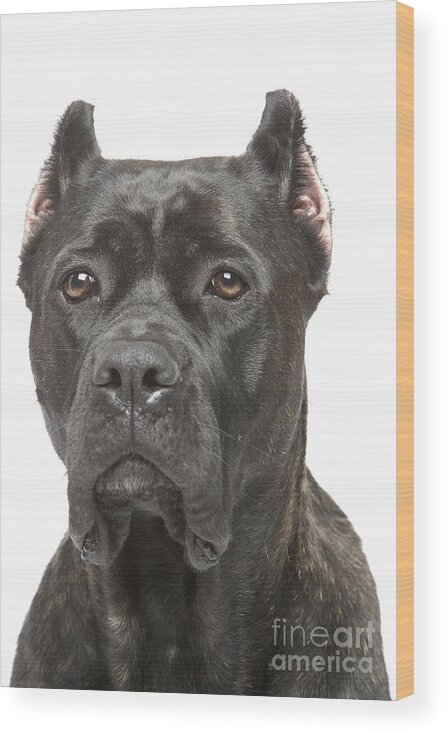 Dog Wood Print featuring the photograph Cane Corso Dog by Jean-Michel Labat