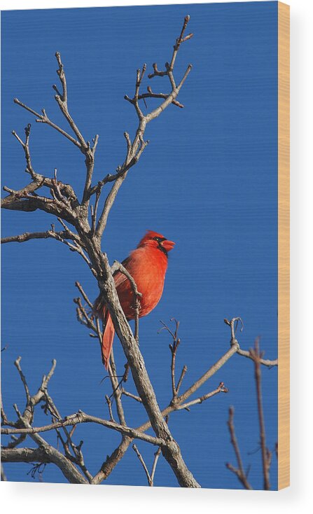 Songbirds Wood Print featuring the photograph CARDINAL and BLUE by Janice Adomeit
