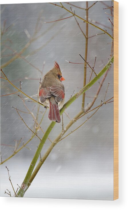 Cardinal Wood Print featuring the photograph Cardinal on Maple Tree by Robert Camp