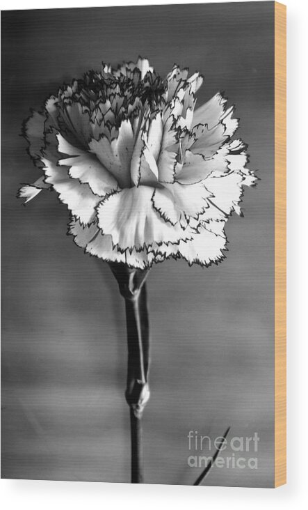 Carnation Wood Print featuring the digital art Carnation by Pravine Chester