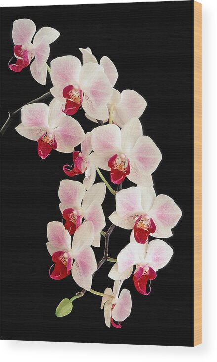 Orchids Wood Print featuring the photograph Cascade by Bill Morgenstern