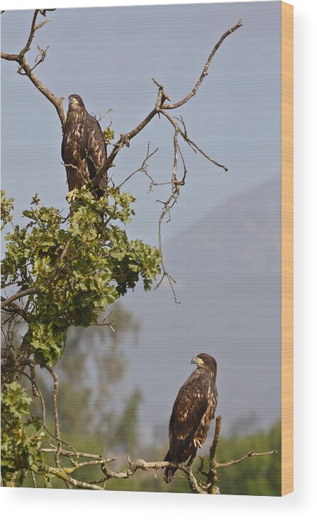 Birds Wood Print featuring the photograph Casitas Eagles Eleven by Diana Hatcher