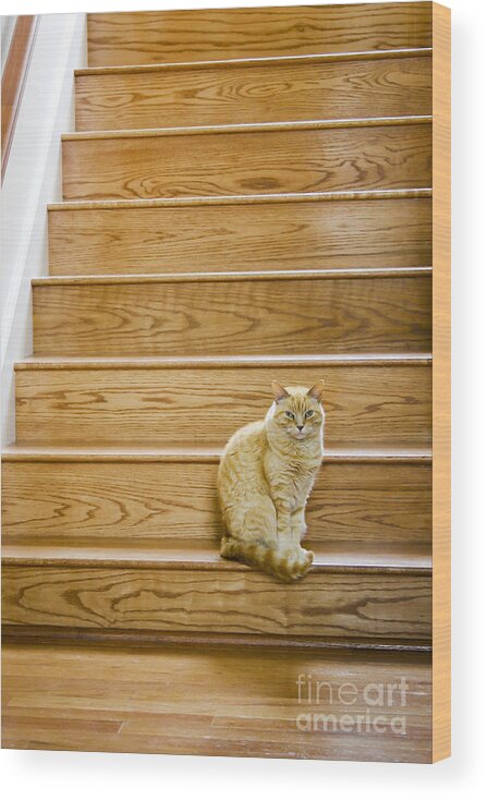 Cat Wood Print featuring the photograph Cat on Stairs by Patty Colabuono