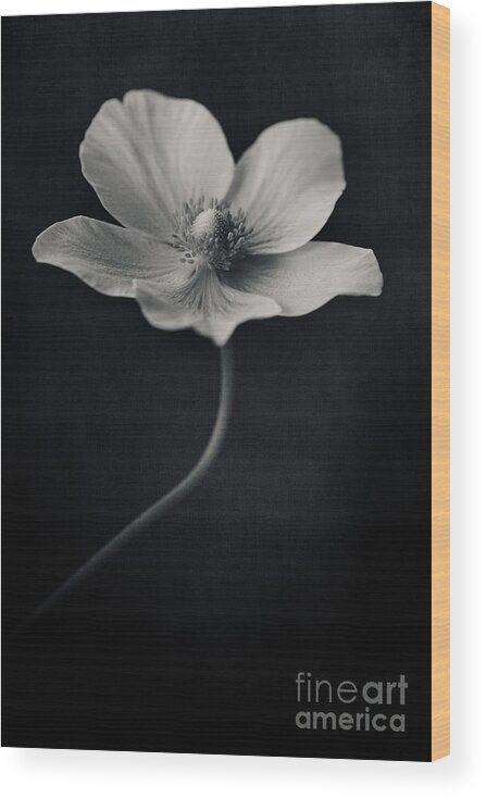 Anemone Wood Print featuring the photograph Catch The Light by Priska Wettstein