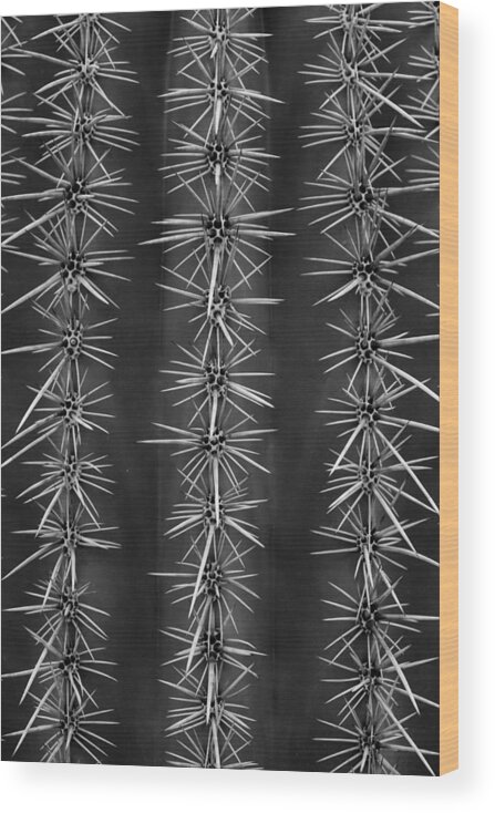 Cactus Wood Print featuring the photograph Catus Needles by Glenn DiPaola
