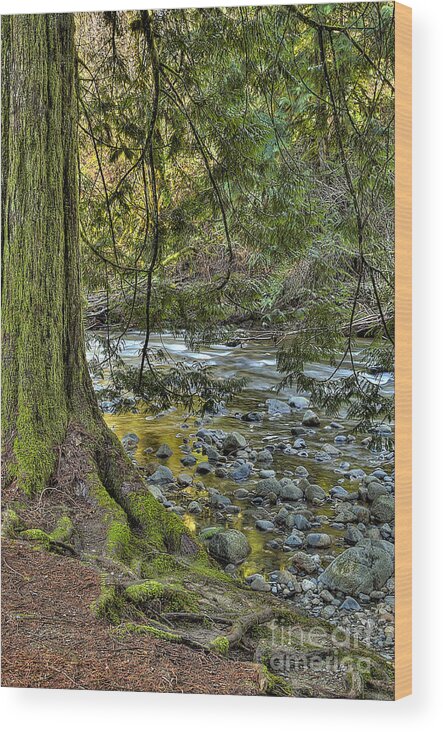 Cedar Tree Wood Print featuring the photograph Cedar Tree by Kanaka Creek by Sharon Talson