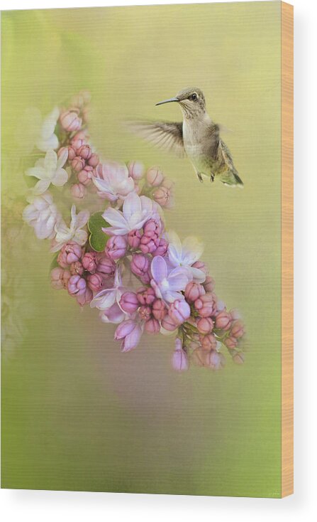 Jai Johnson Wood Print featuring the photograph Chasing Lilacs by Jai Johnson