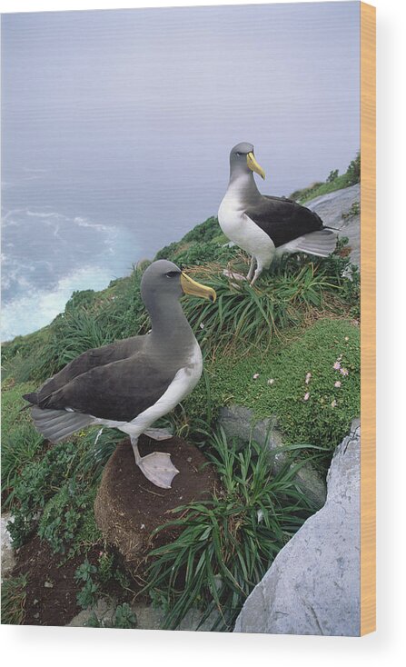 Feb0514 Wood Print featuring the photograph Chatham Albatrosses Nesting On A Cliff by Tui De Roy