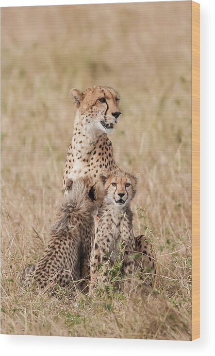 Kenya Wood Print featuring the photograph Cheetah And Cubs by Ken Petch