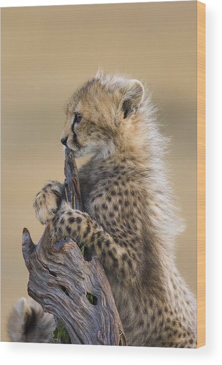 Suzi Eszterhas Wood Print featuring the photograph Cheetah Cub Maasai Mara Reserve by Suzi Eszterhas