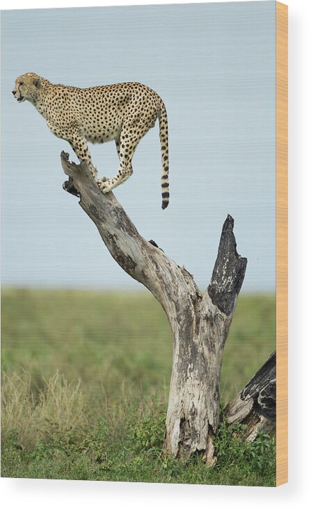 Burnt Wood Print featuring the photograph Cheetah, Ngorongoro, Tanzania by Paul Souders