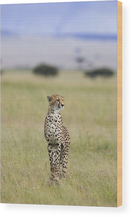 Suzi Eszterhas Wood Print featuring the photograph Cheetah Portrait Masai Mara by Suzi Eszterhas
