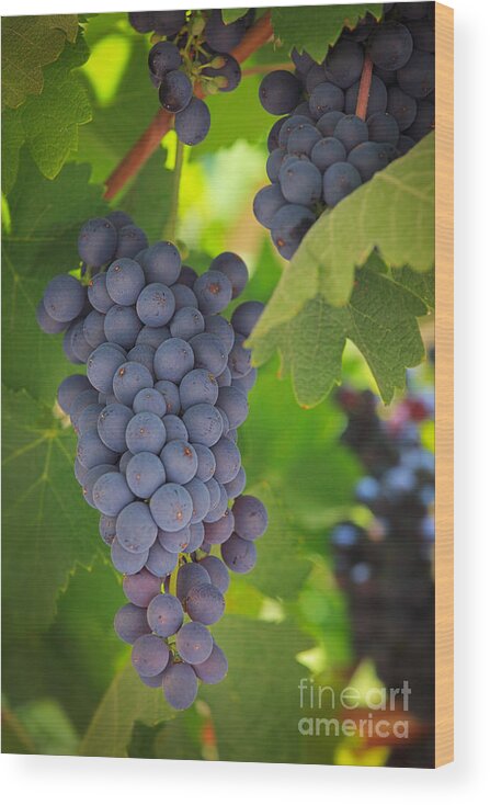 America Wood Print featuring the photograph Chelan Blue Grapes by Inge Johnsson