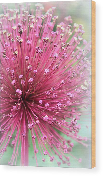 Flowers Wood Print featuring the photograph Cherish by The Art Of Marilyn Ridoutt-Greene