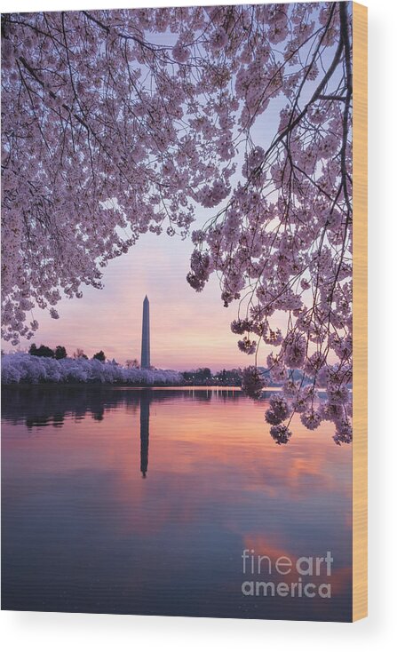 Washington Wood Print featuring the photograph Cherry Blossom Sunrise by Oscar Gutierrez
