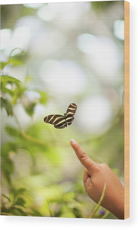 Petaluma Wood Print featuring the photograph Child Points To Butterfly by Ae Pictures Inc.