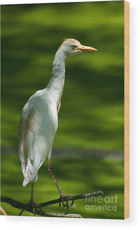Egret Wood Print featuring the photograph Chillin' by George DeLisle