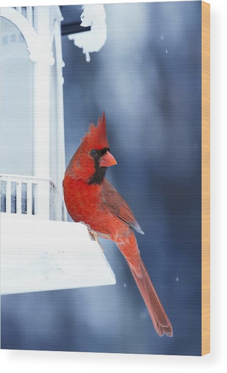Cardinal Wood Print featuring the photograph Chilly Cardinal Blues by Bill and Linda Tiepelman